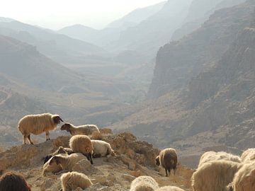 Sheeps in Dana, Jordan von Nadine Geerinck