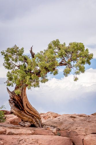 Eenzame boom,  Lonely tree
