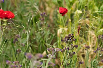 Eine Hummel bei der Arbeit im Blumenfeld von Jolanda de Jong-Jansen