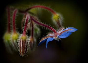 Kleine blauwe schoonheid van Greetje van Son