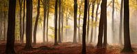 Magie in het Speulderbos - Panorama #3 van Edwin Mooijaart thumbnail