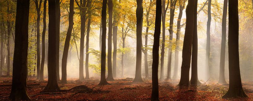 Magie in het Speulderbos - Panorama #3 van Edwin Mooijaart