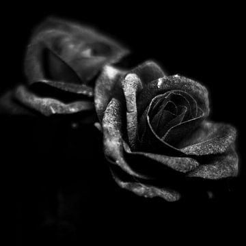 Rosen in schwarz-weiß von Rene  den Engelsman