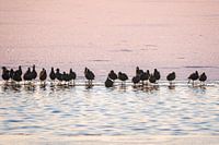 Birds on the ice