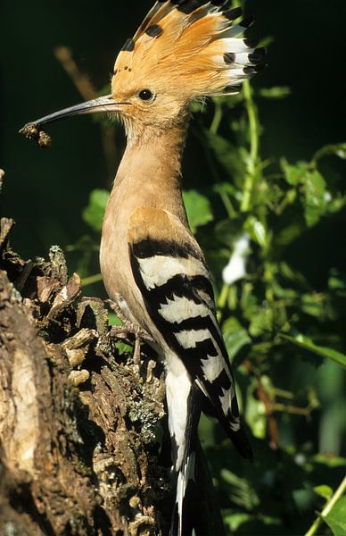 Hop, bird by Paul van Gaalen, natuurfotograaf