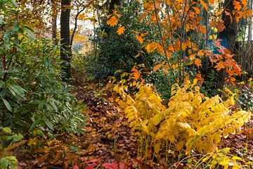Ein bunter Waldweg im Herbst. von Els Oomis
