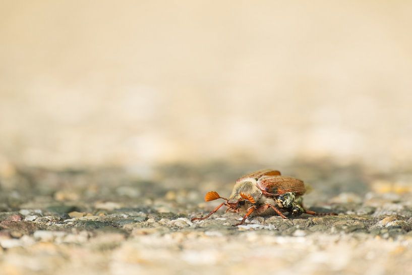 Tschickadee von Moetwil en van Dijk - Fotografie
