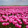Champ de tulipes sur Lisette van Leeuwen