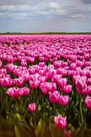 Feld voller Tulpen