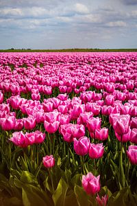 Champ de tulipes