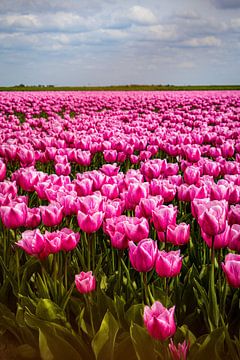Feld voller Tulpen von Lisette van Leeuwen