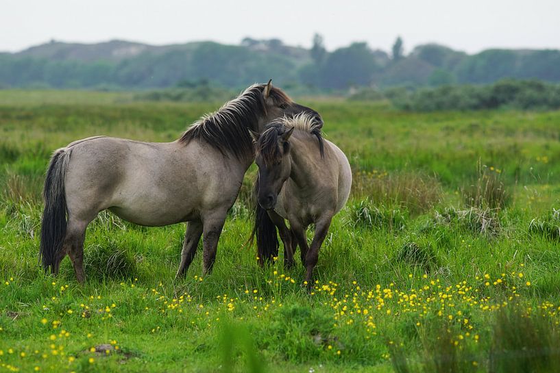 Konikpaarden op Lentevreugd van Dirk van Egmond