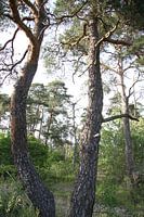 Pine forest with lots of greenery