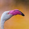 Nahaufnahme eines Flamingos in warmem Licht von Triki Photography