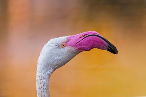 Nahaufnahme eines Flamingos in warmem Licht von Triki Photography