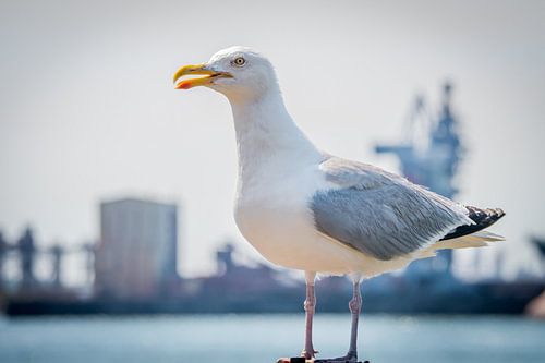 Fellow