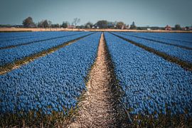 Blue fields by Renskesphotography