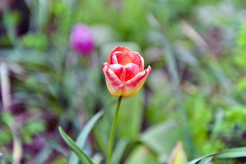 Gartentulpe im sonnigen Frühlingslicht 