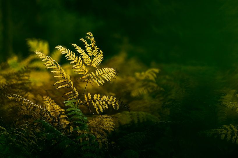 Ferns by E. Ruis