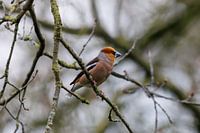 An Apple Finch