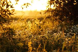 doorkijk waarbij je lekker wegdroomt van Lennard Kazen
