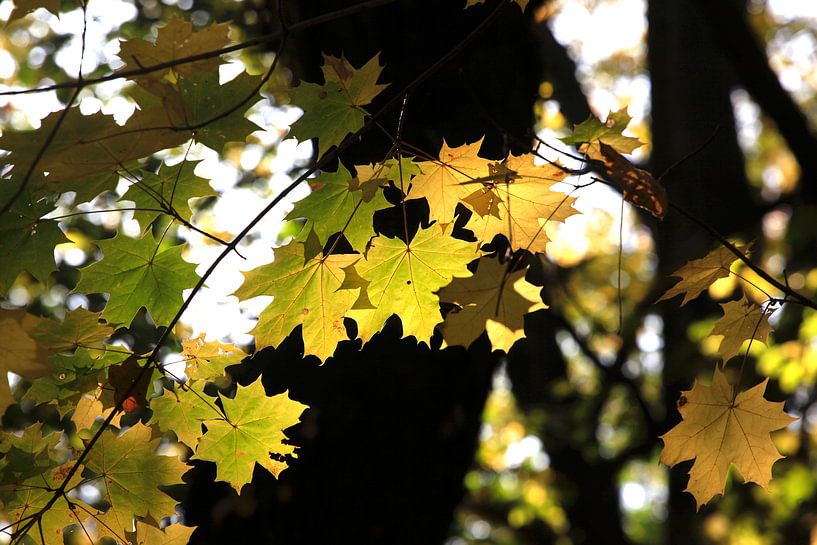 Ahorn von Thomas Jäger