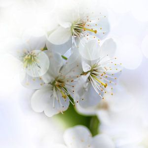 Blossom sur Andreas Wemmje