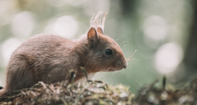 Squirrel on moss by Harm-Jan Tamminga