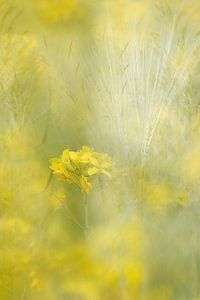 Les fleurs des champs sur Ingrid Van Damme fotografie