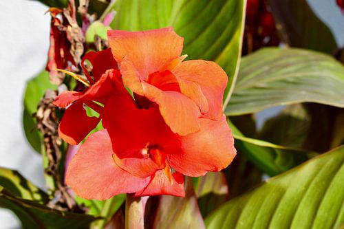 Flower, Orange