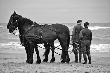 Friesian horses - Terschelling by Pierre Verhoeven