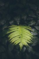Botanische tuin
