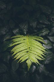 Botanischer Garten von Patrick Schneider