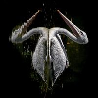 Pelican art