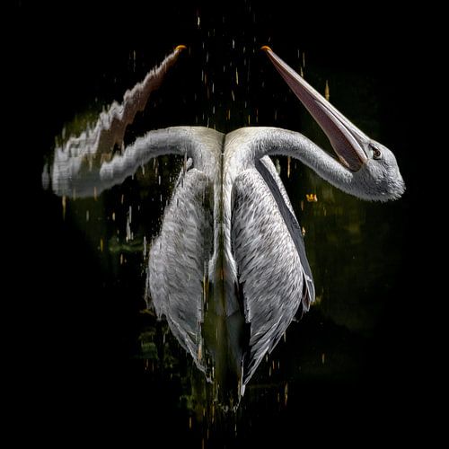 Pelican artistic