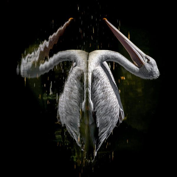 Art du Pélican par Joy van der Beek