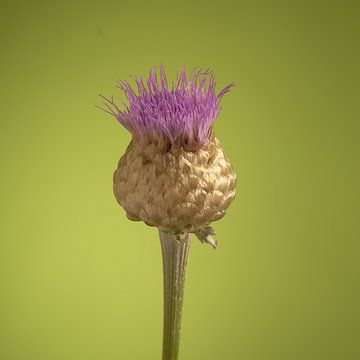 Reuze Scabiosa van Gareth Williams