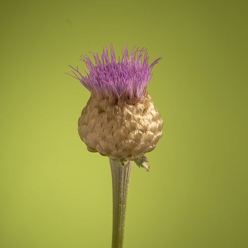 Giant Scabious by Gareth Williams
