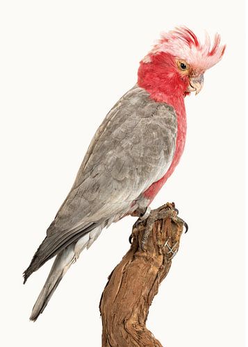 Rariteitenkabinet_Vogel_03