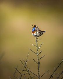 Blaukehlchen von Tom Zwerver