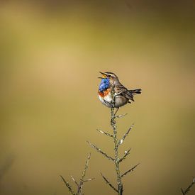 Gorgebleue sur Tom Zwerver