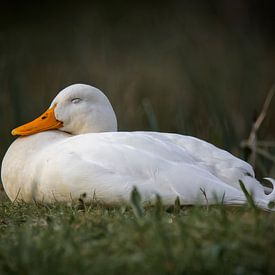 Ein Moment der Ruhe am Wasser von Joep Hetem