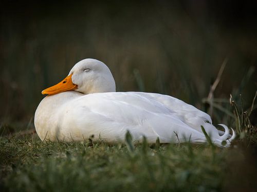 Ein Moment der Ruhe am Wasser von Joep Hetem