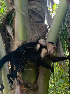 Mama aap opzoek naar eten voor baby aap van Noortje Van Campenhout