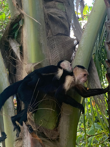 Mummy monkey looking for food for baby monkey