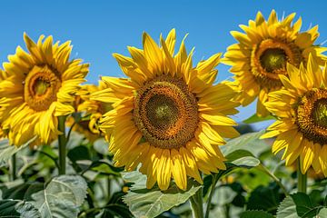 Levendige zonnebloemen onder een helderblauwe hemel van De Muurdecoratie