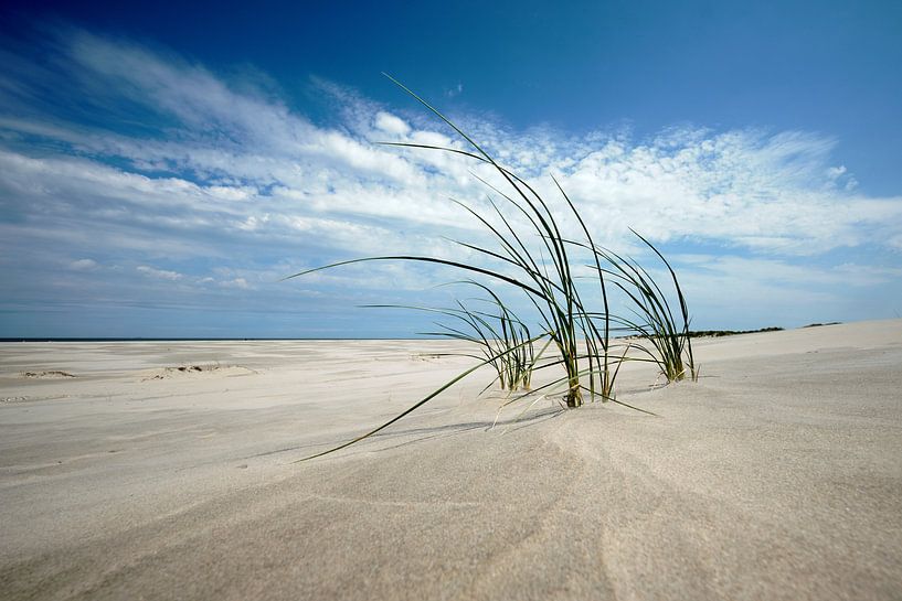 Helmgras op strand Schiermonnikoog van Edwin van Wijk