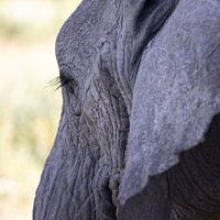 Tête d'éléphant femelle, sud du Serengeti
