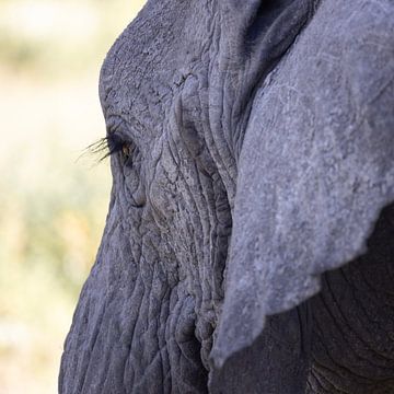 Olifantenkop vrouwtje, Zuid-Serengeti van Stories by Dymph