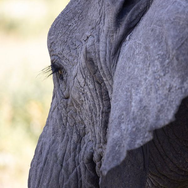 Tête d'éléphant femelle, sud du Serengeti par Stories by Dymph
